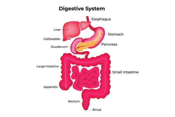Digestive System Medical Illustration Graphics