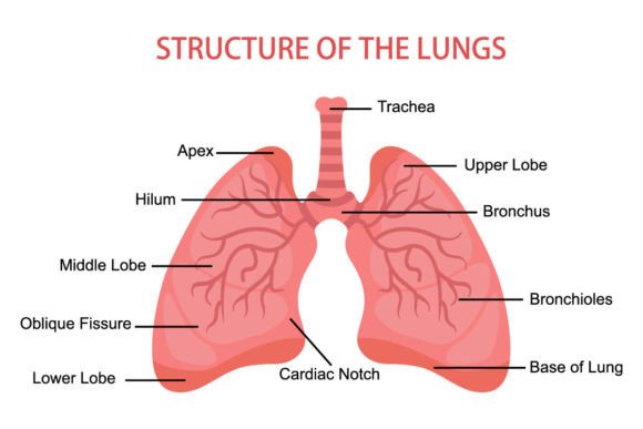 Human Lungs Anatomy Medical Graphics